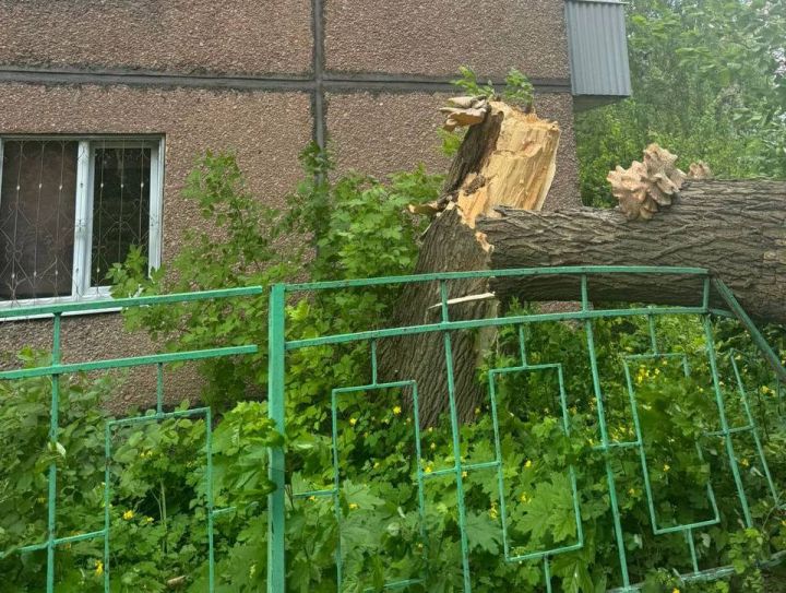 Следователи возбудили уголовное дело по факту падения дерева на пенсионерку в Липецке