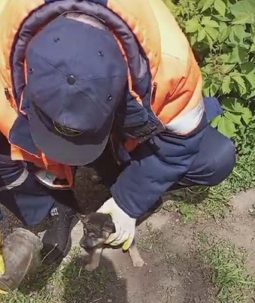 Липецкие спасатели освободили застрявшего в стеклянной банке щенка