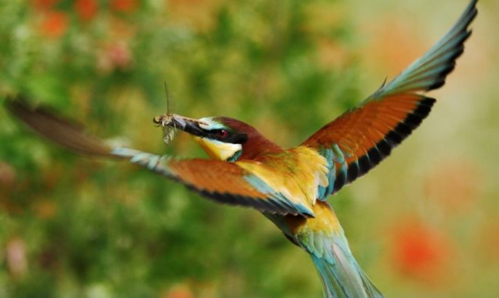 Райская птица с золотистым окрасом и поедающая пчел поселилась в Липецкой области