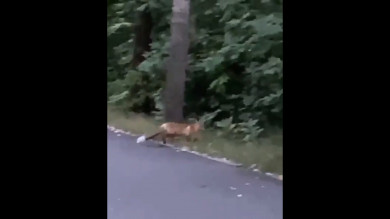 По Нижнему парку гуляют лисы