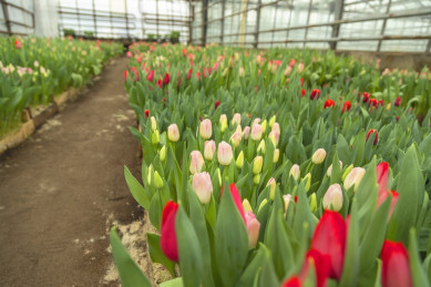 В Липецке к Женскому дню вырастили 29 тысяч тюльпанов