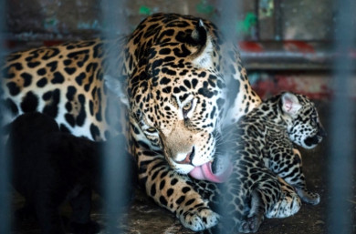 В Липецком зоопарке пополнение у семьи ягуаров