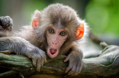 Первый случай заболевания человека оспой обезьян выявили в курортной Турции