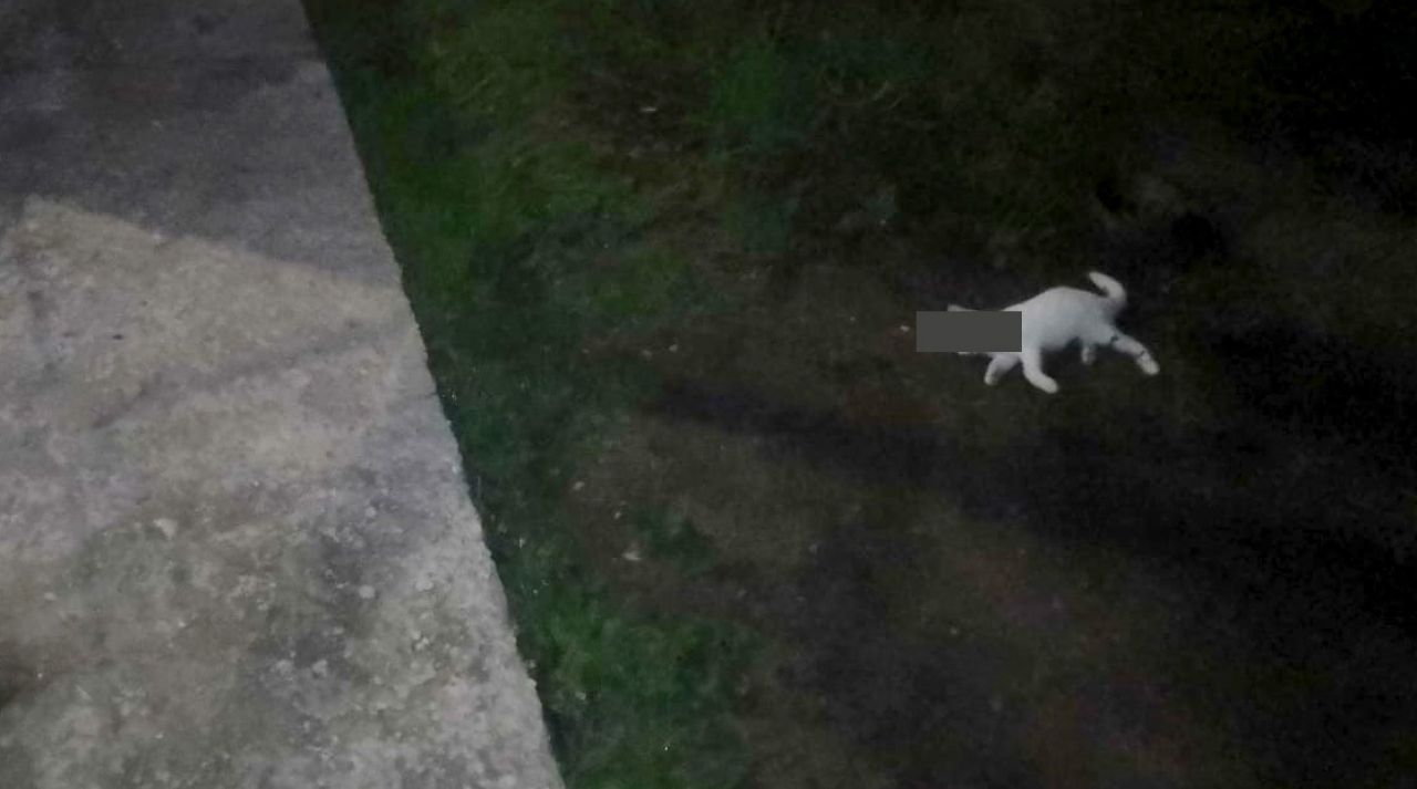 Хованский Убил Котенка