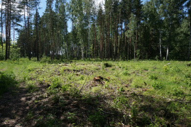 Липчан просят не ходить в лес