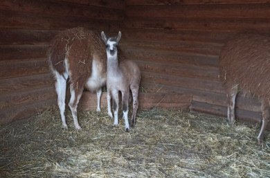 У пары лам в Липецком зоопарке родился малыш