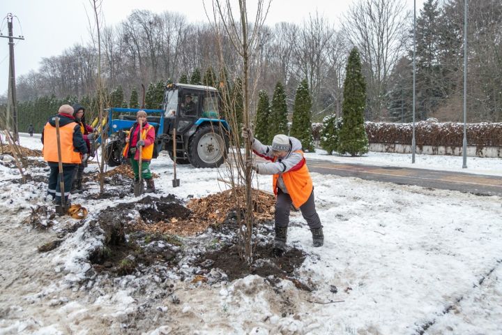 При минусовой температуре в Липецке высаживают пирамидальные тополя ...