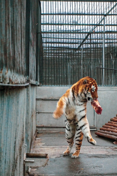 В Липецком зоопарке показали, как охотится тигр