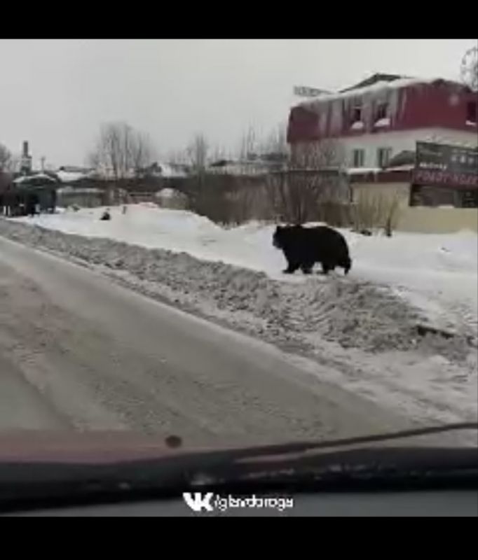 Гуляющий по Липецку медведь оказался фейком