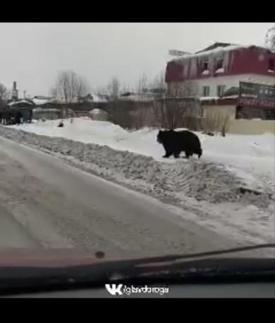 Гуляющий по Липецку медведь оказался фейком
