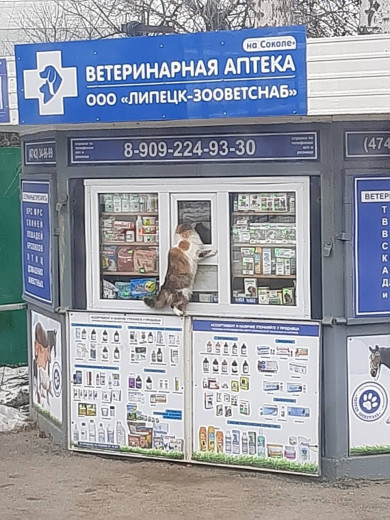 В Липецке заметили кота, самостоятельно пришедшего в ветеринарную лавку