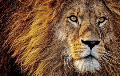 Львам не смогут помешать завистники, а Водолеям помогут старые связи