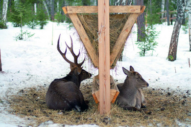 Диких животных в Липецкой области подкармливают зимой