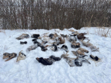 Более 30 трупов собак нашли в селе под Липецком 