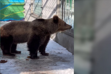 В Липецком зоопарке проснулась медведица