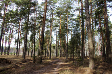 В лесах Липецкой области объявили пожароопасный сезон