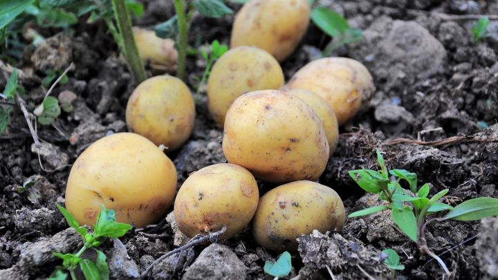 Какие сорта картофеля выбрать для хорошего урожая - Новости Липецка