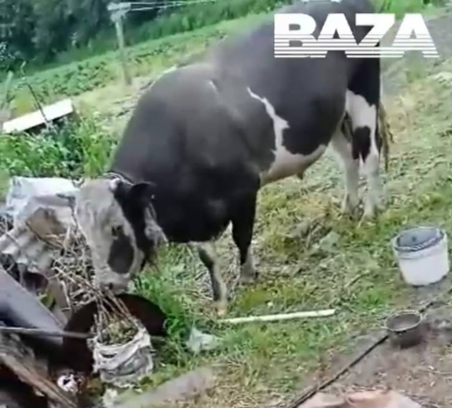 Обезумевший бык убил женщину и&nbsp;ранил мужчину в&nbsp;Черноземье