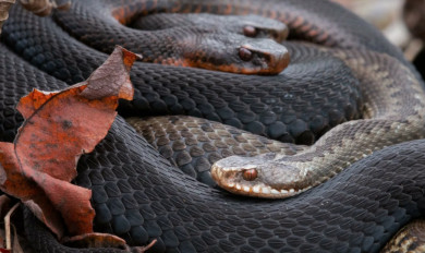 Эксперты: «Если не трогать змею, она не обидит»