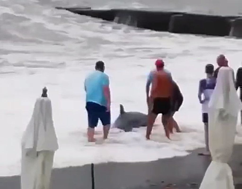 <p>Отдыхающие и спасатели пытаются вернуть дельфина обратно в море</p>