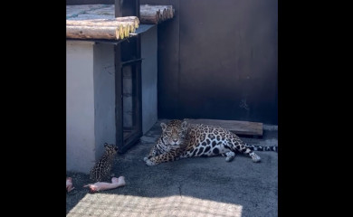 В зоопарке Липецка родился пятнистый ягуар