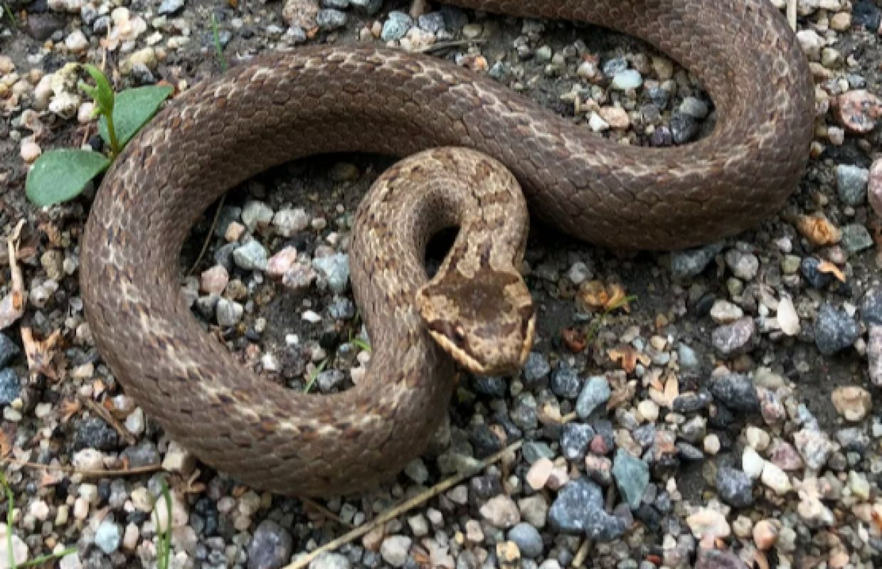 В Липецкой области на женщину напала гадюка