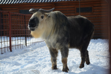 В Липецком зоопарке проходит конкурс красоты среди животных
