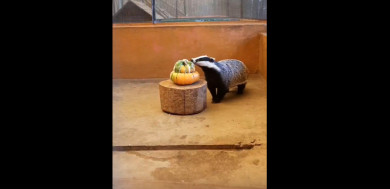 Липецкий зоопарк просит посетителей принести овощи и ягоды животным