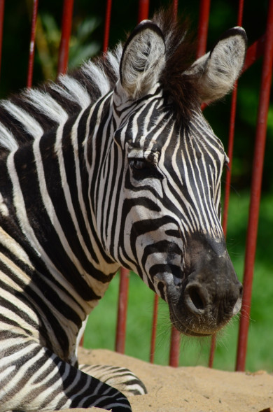 Конкурс красоты среди животных в Липецке выиграли як и зебра