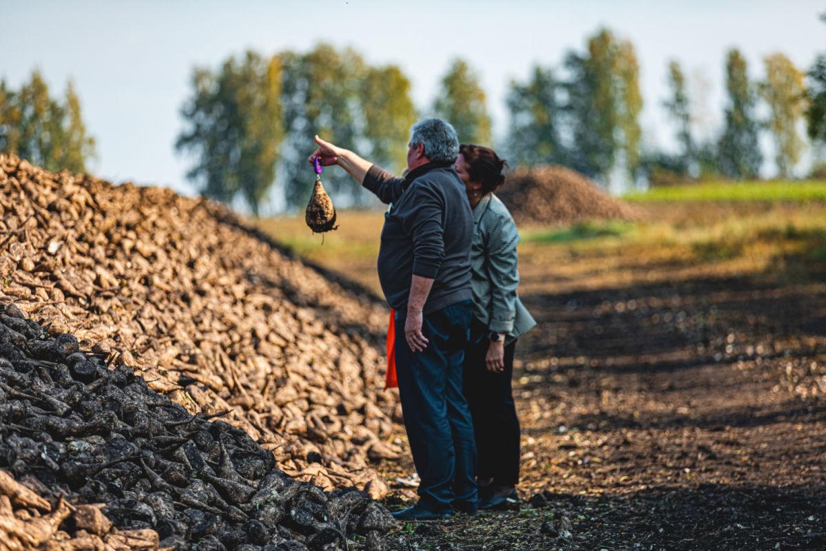 В Липецкой области собрали рекордный урожай сахарной свёклы