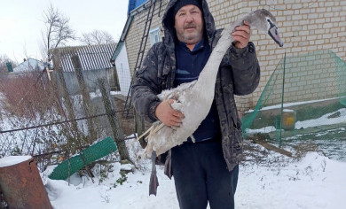 Липчанин спас лебедя со сломанным крылом