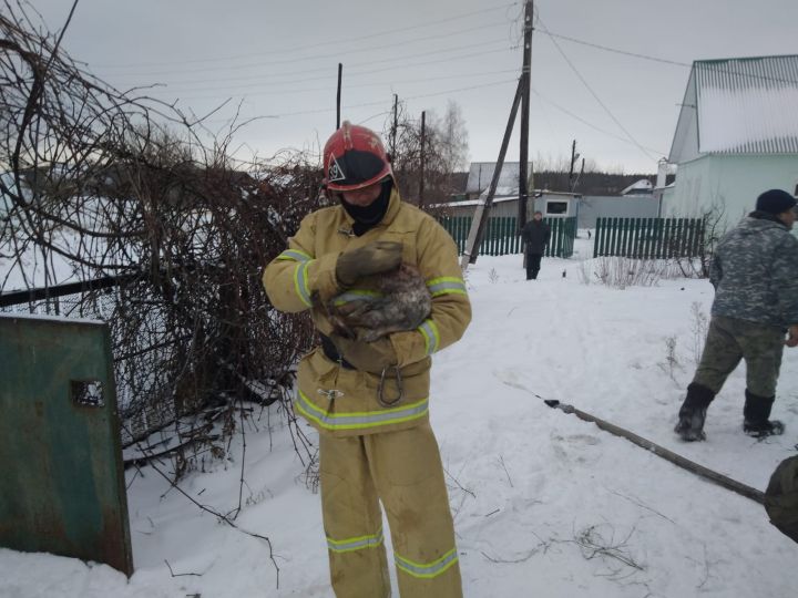 Липецкие пожарные спасли кота из горящего дома