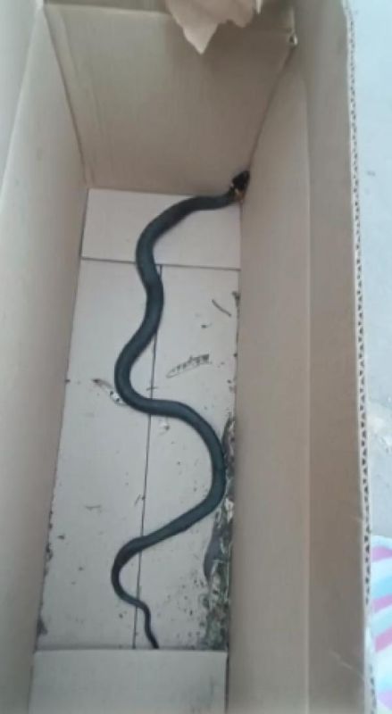 В Липецке декоративная змея пробралась под шкаф в чужой квартире