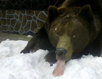 Медведь Миша из Липецкого зоопарка проснулся от зимней спячки на день позже своей подруги