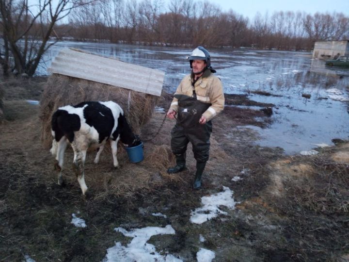 В липецком селе спасатели эвакуировали трех человек и коров из подтопленных домов