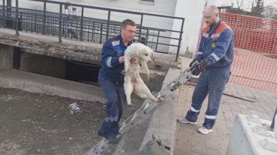 Спасатели достали собаку из Комсомольского пруда в Липецке