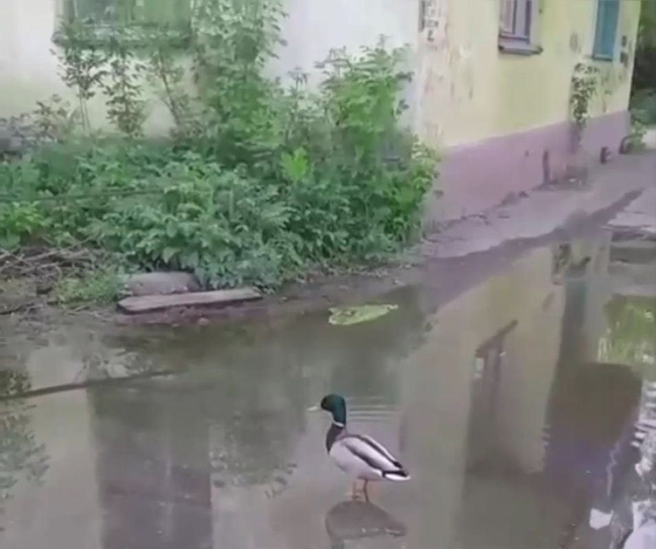Селезень облюбовал озеро у&nbsp;многоквартирного дома в&nbsp;Липецке — водоем образовался после коммунальной аварии