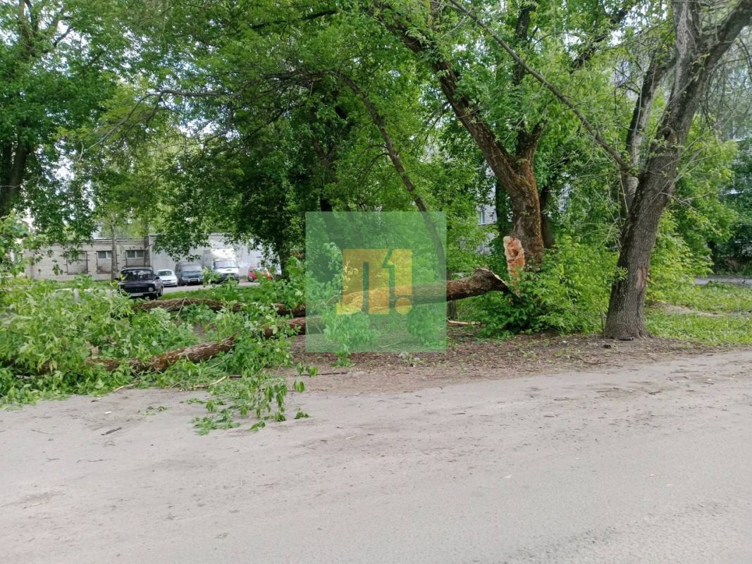 В Липецке дети играют в опасные игры на рухнувшем дереве – УК не собирается его убирать