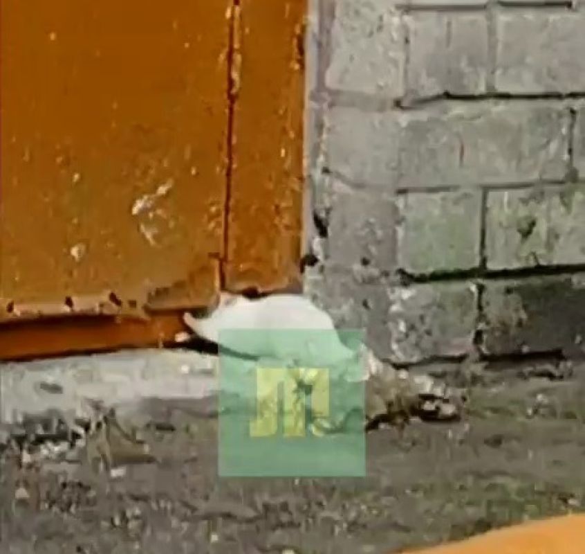 Крысы оккупировали подвал многоквартирного дома в Липецке