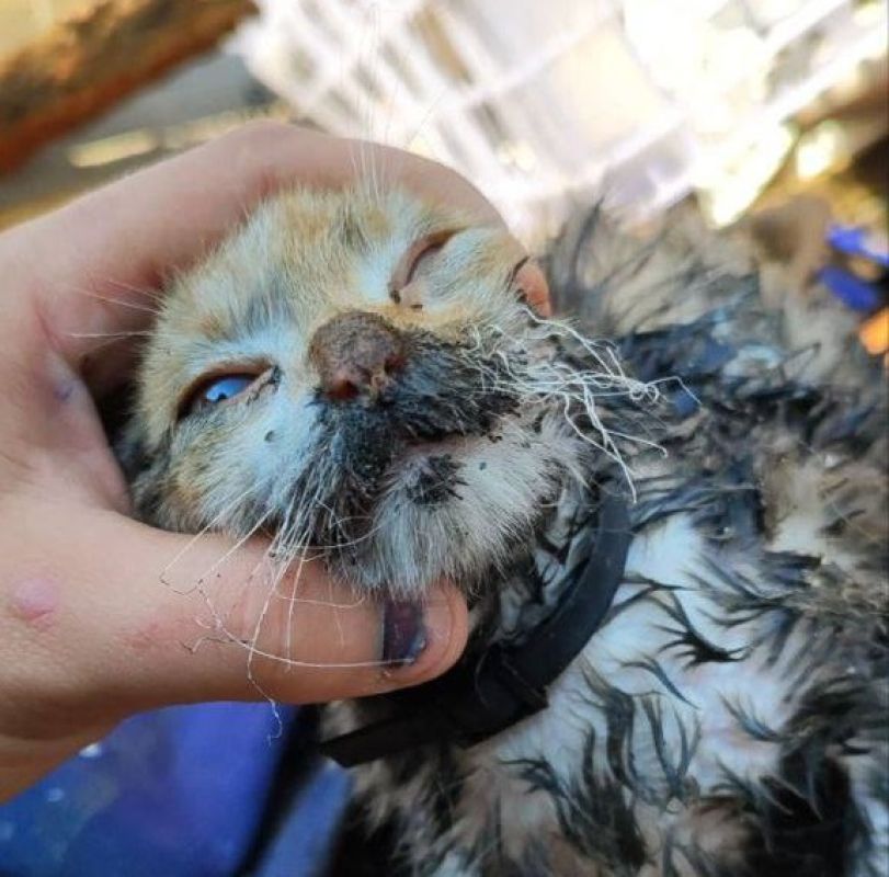 Кошка-поджигательница устроила пожар и&nbsp;едва не&nbsp;погибла