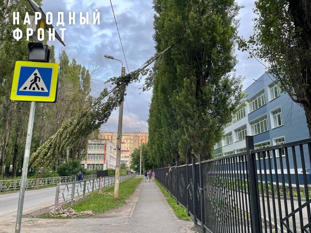 Огромная ветка повисла на проводах рядом с отремонтированной 63-й школой в  Липецке — родители боятся за жизнь детей - Новости Липецка