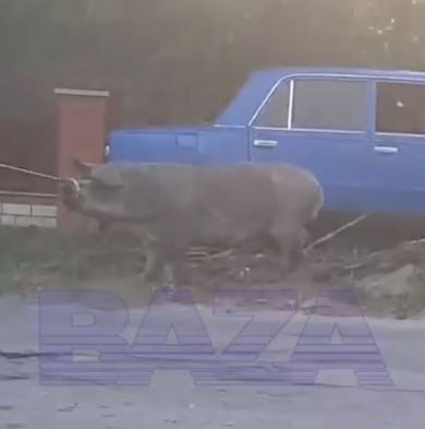 Укусившая водителя свинья устроила ДТП со столбом