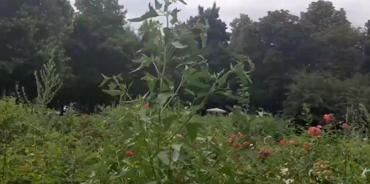 Цветочный сад в Липецке превратился в сорняковый