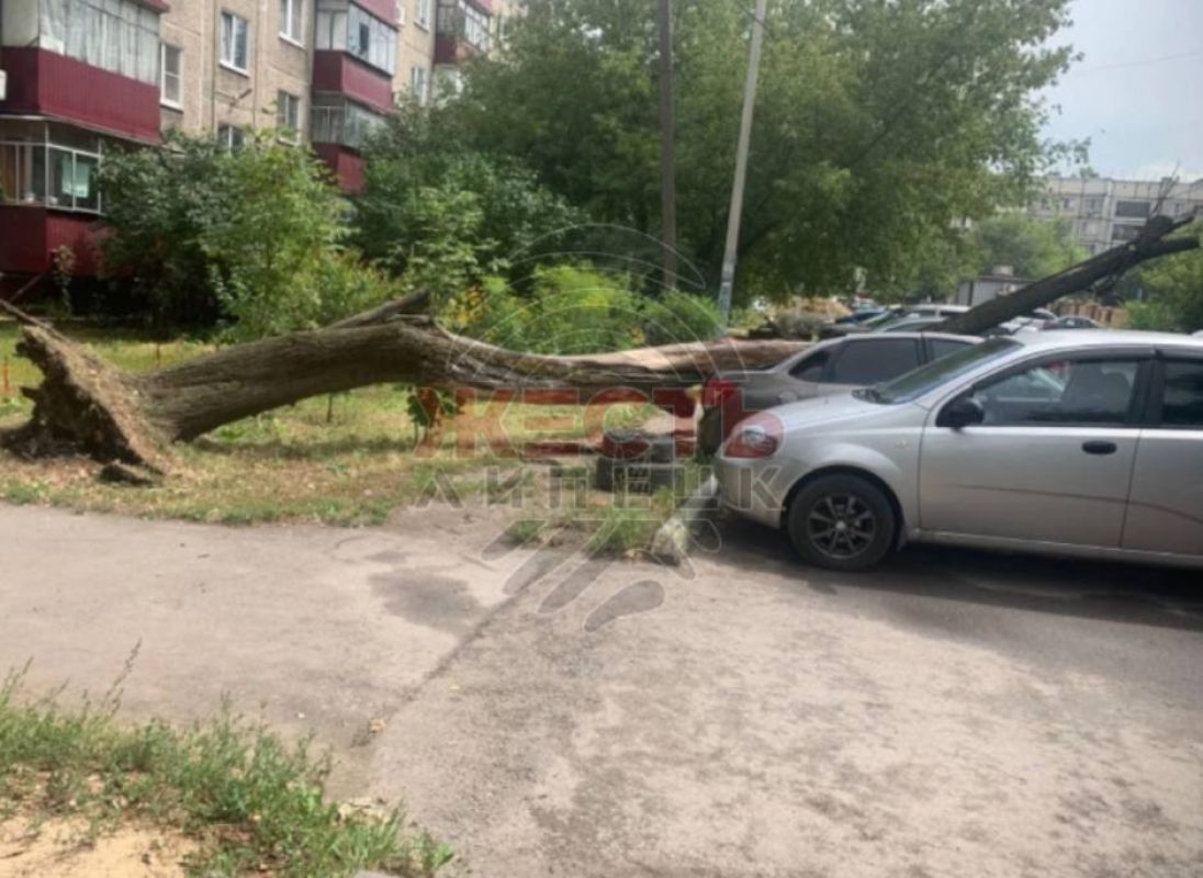 В Липецке сухое дерево рухнуло на автомобиль