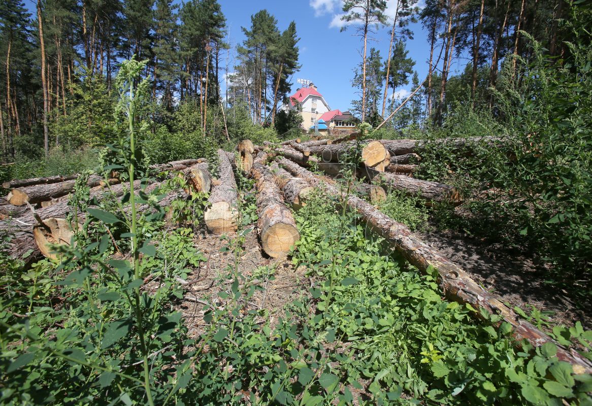Почему уничтожили больше сотни крепких сосен, растущих у федеральной трассы