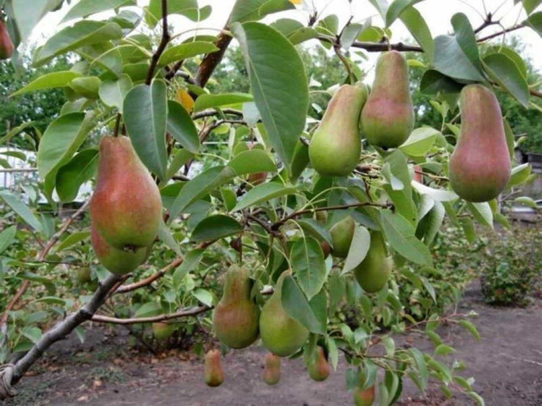 Завистливый липчанин пустил под топор грушевый сад своего соседа