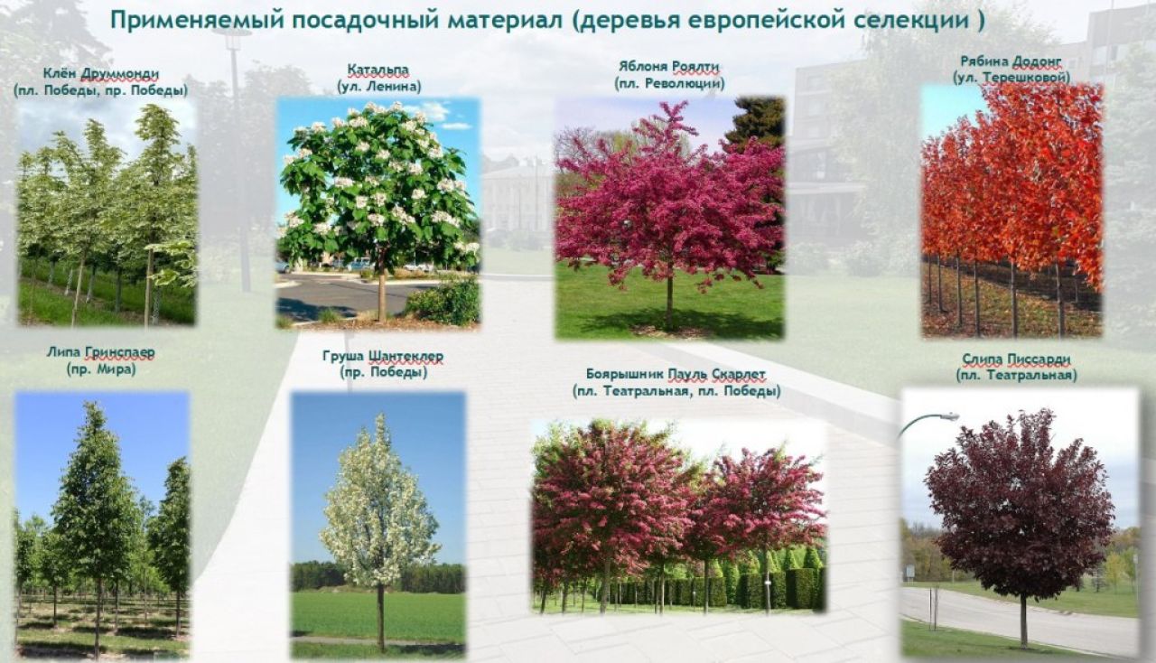 Липецкие улицы засадят сливой Писсарди и грушей Шантеклер