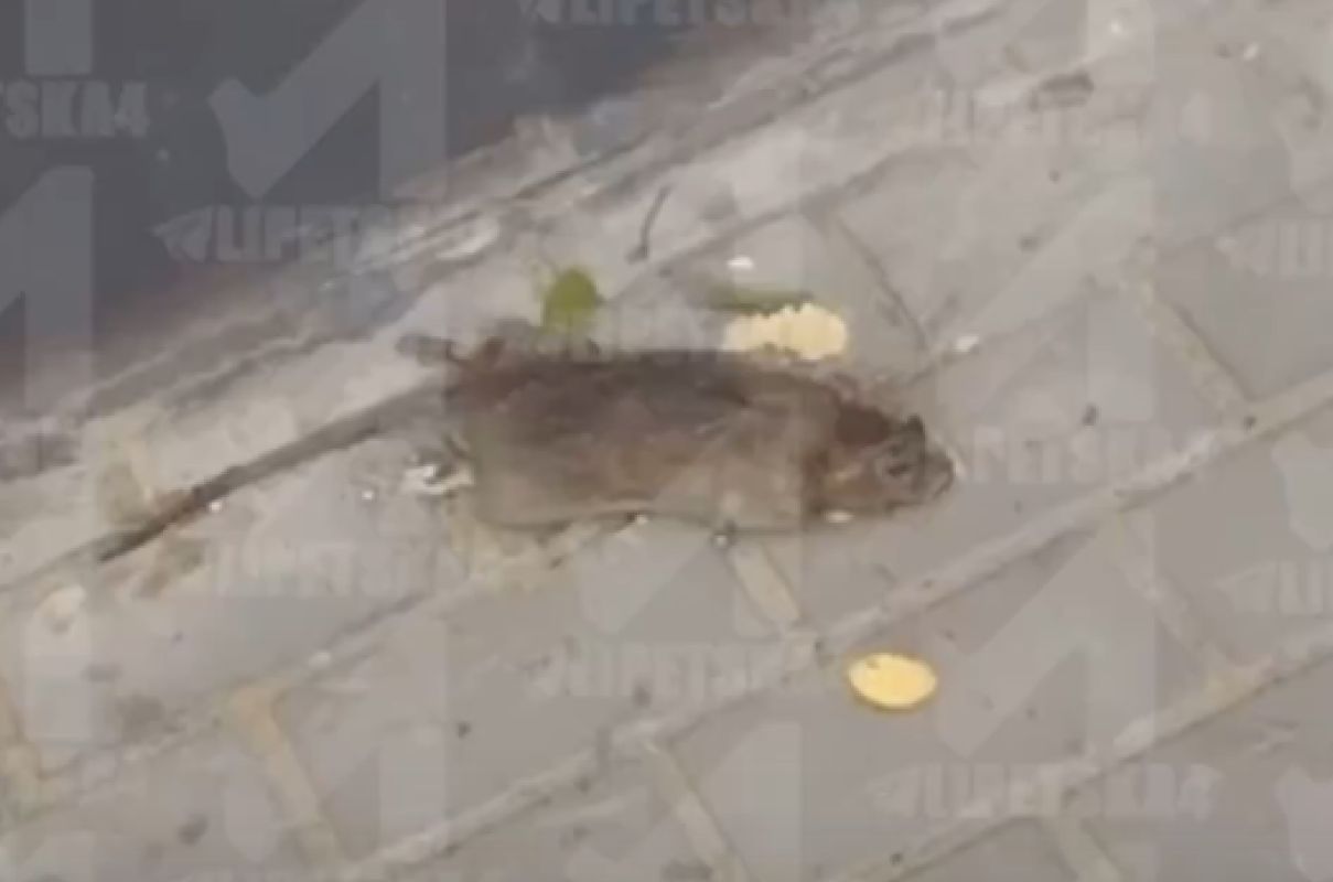 В спальном районе Липецка завелись крысы