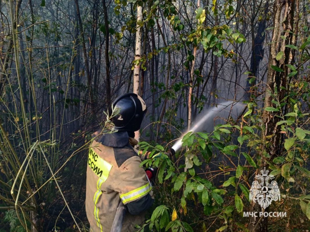 МЧС оценило масштаб пожара на Силикатных озерах в Липецке