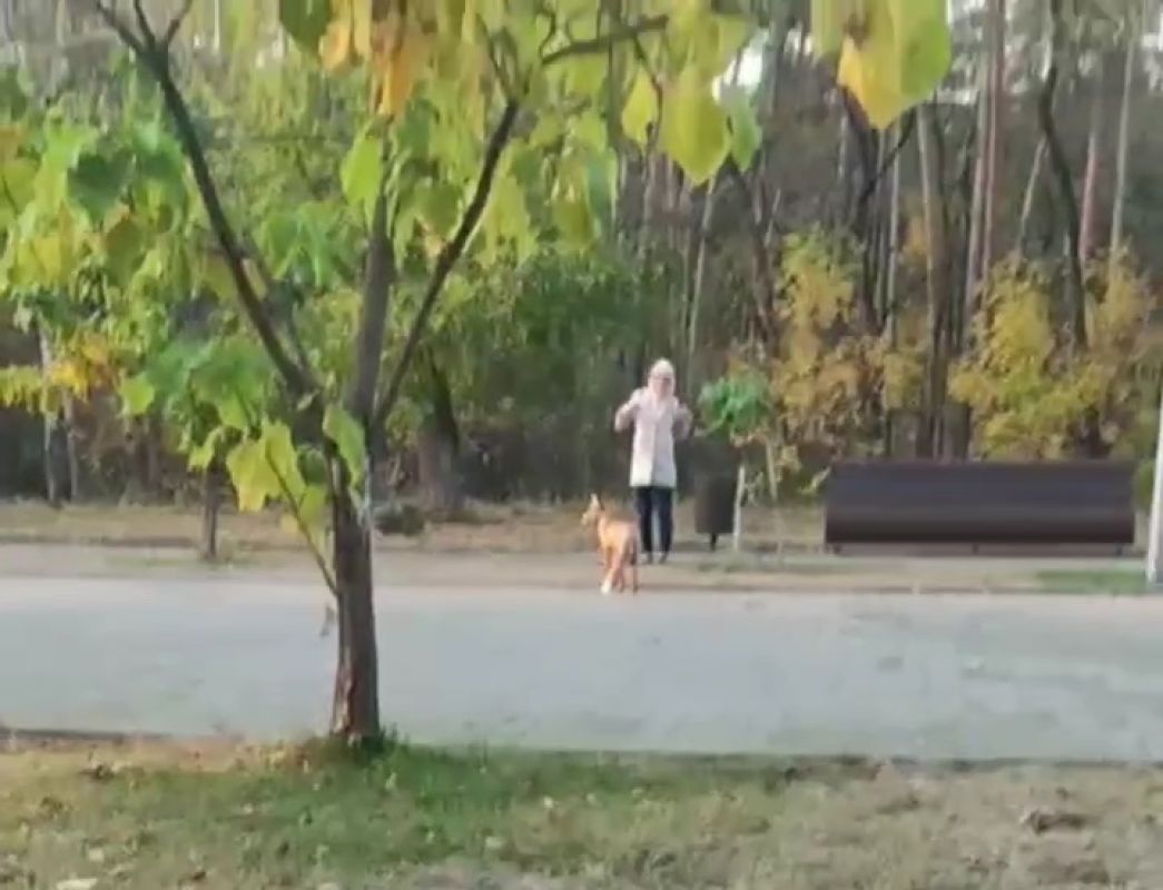 В Липецке лиса выпрашивала еду в парке